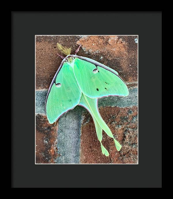 Lunar Moth - Framed Print