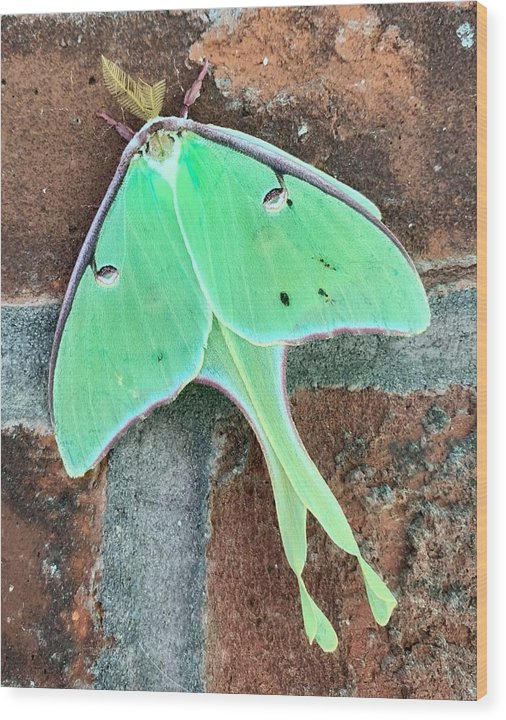 Lunar Moth - Wood Print
