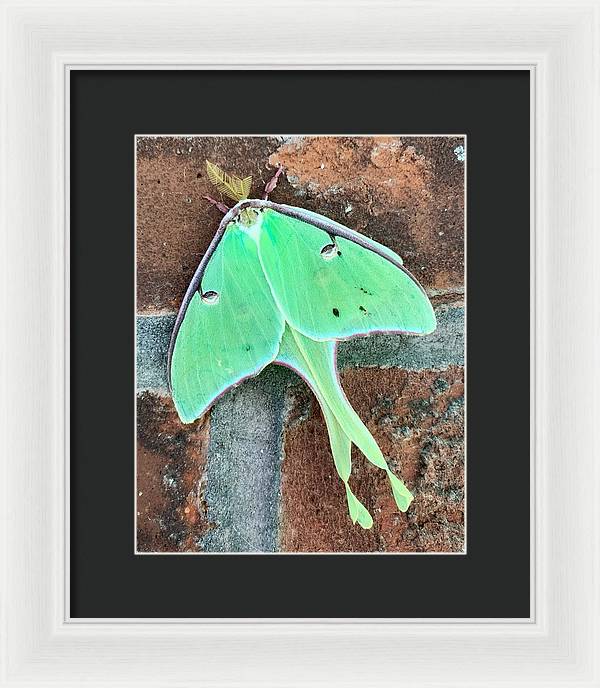 Lunar Moth - Framed Print