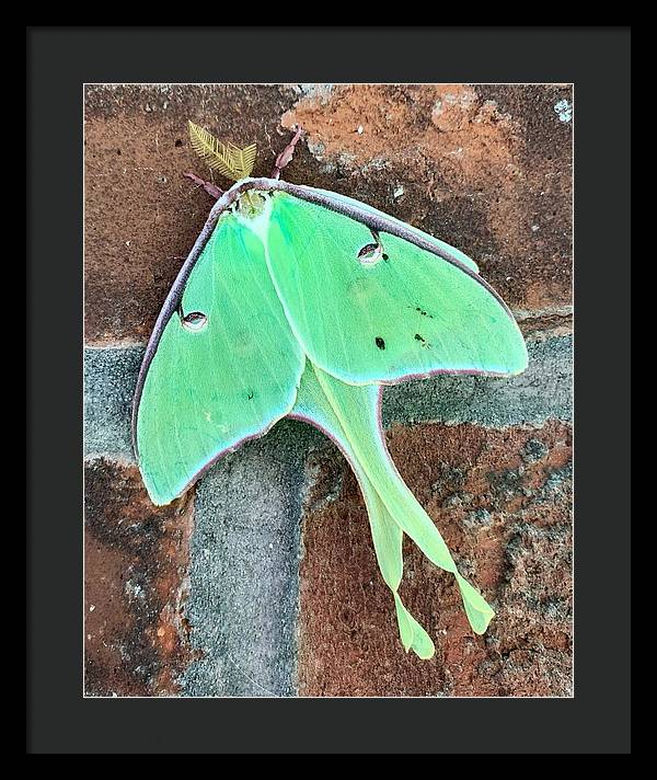 Lunar Moth - Framed Print