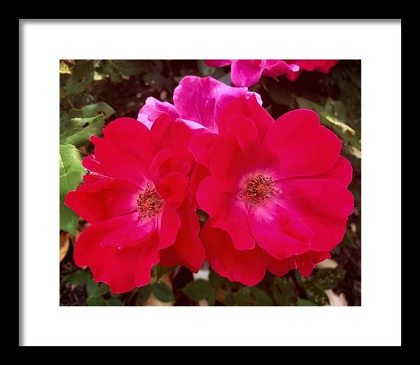 Natural Beauty - Framed Print