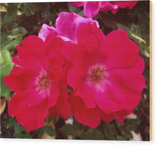 Natural Beauty - Wood Print