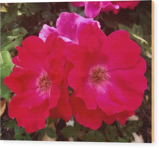 Natural Beauty - Wood Print