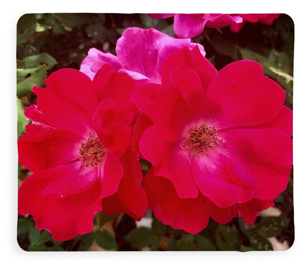 Natural Beauty - Blanket