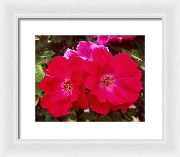 Natural Beauty - Framed Print