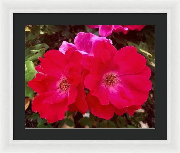 Natural Beauty - Framed Print