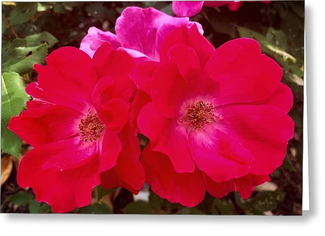 Natural Beauty - Greeting Card