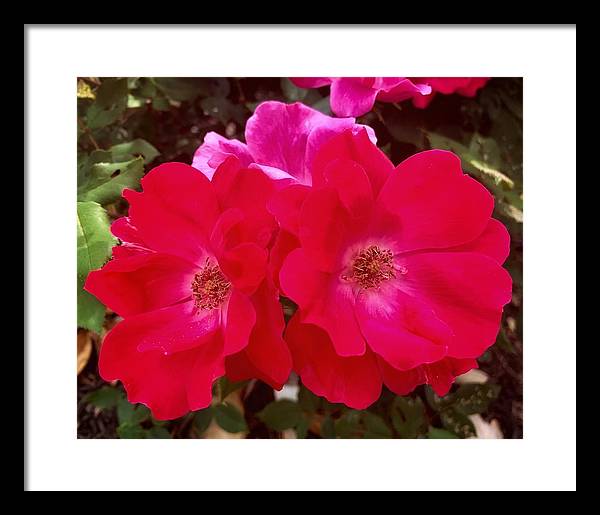 Natural Beauty - Framed Print