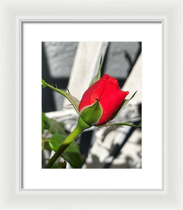 New Life - Framed Print