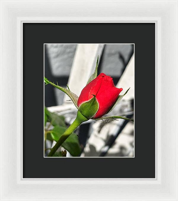 New Life - Framed Print