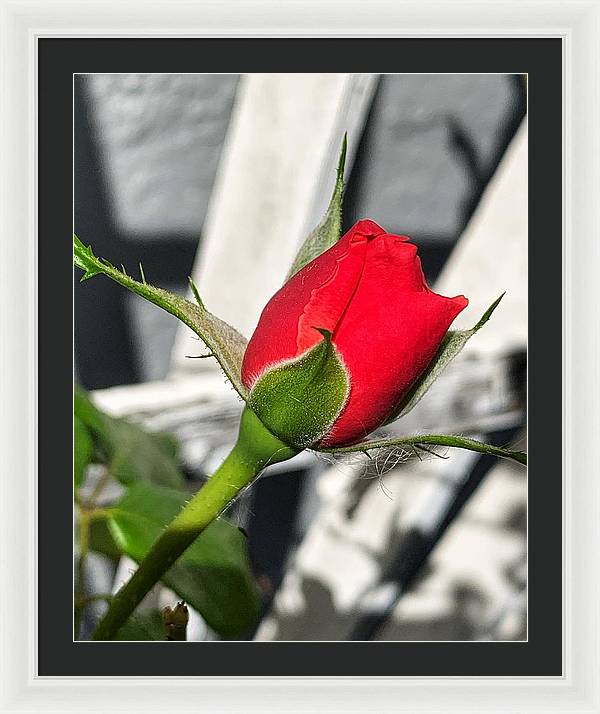 New Life - Framed Print