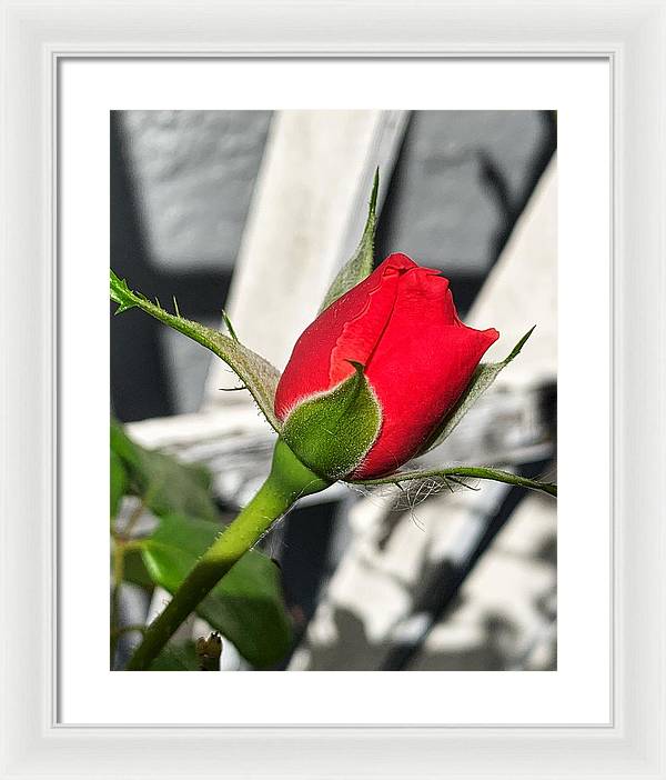 New Life - Framed Print