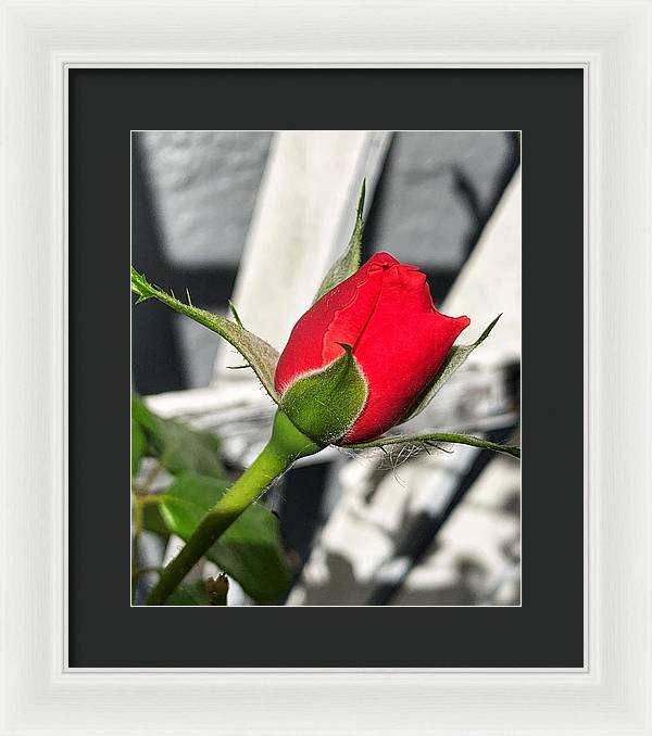 New Life - Framed Print