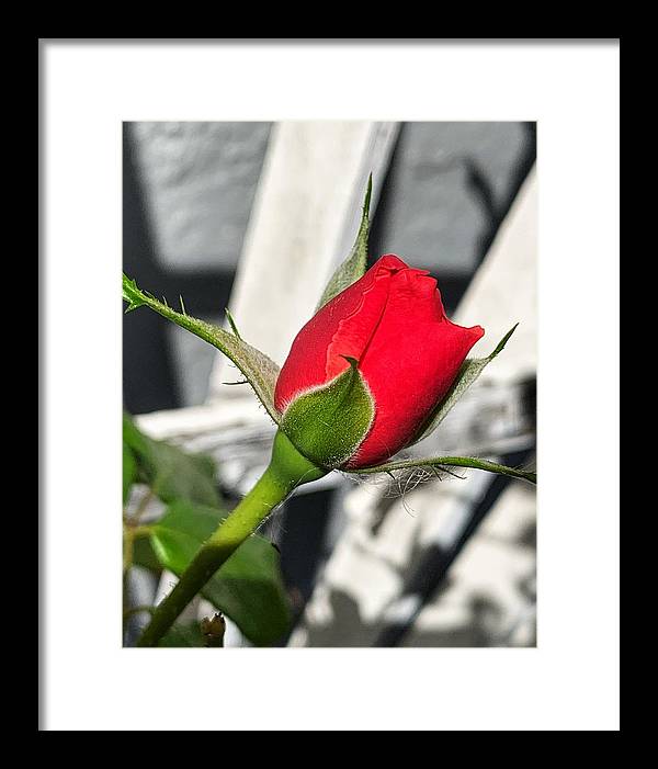 New Life - Framed Print