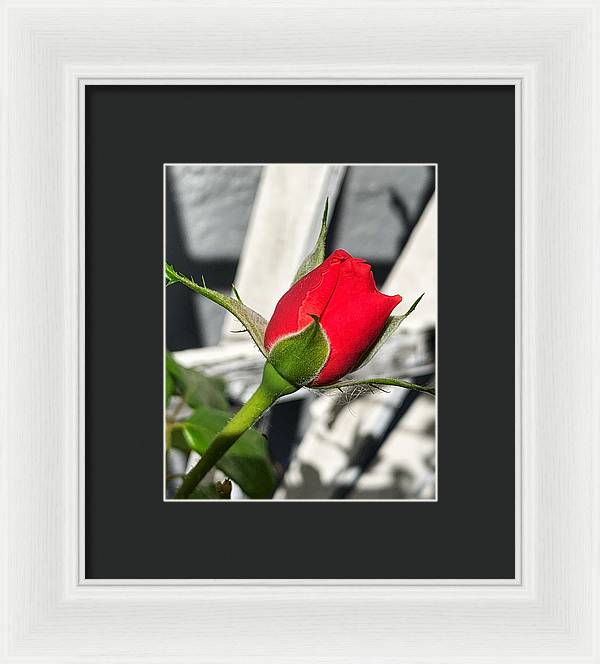 New Life - Framed Print