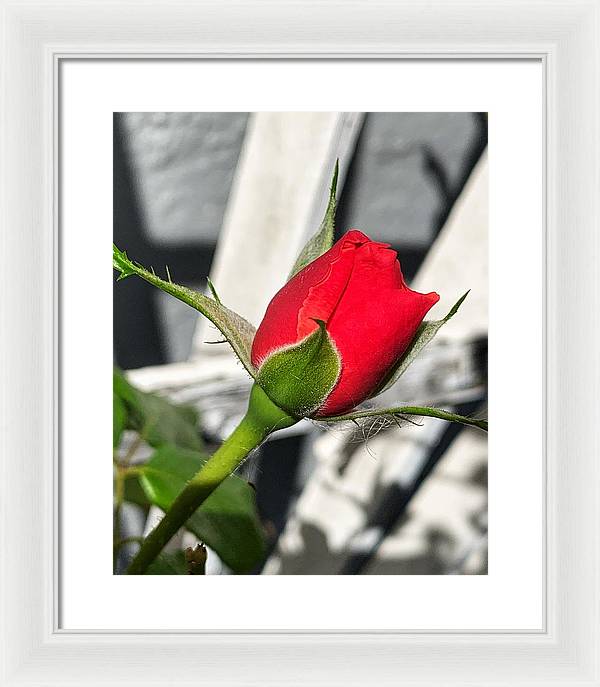 New Life - Framed Print