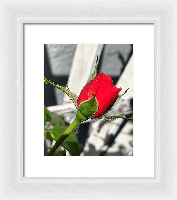 New Life - Framed Print