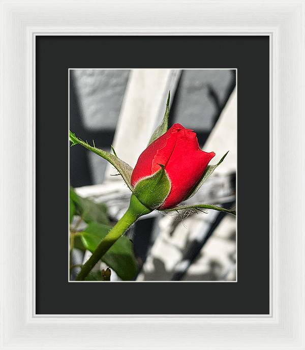 New Life - Framed Print