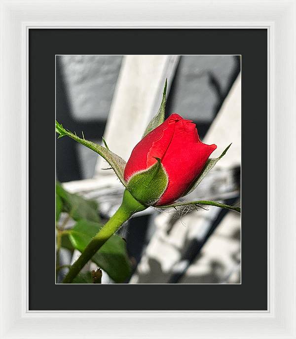 New Life - Framed Print