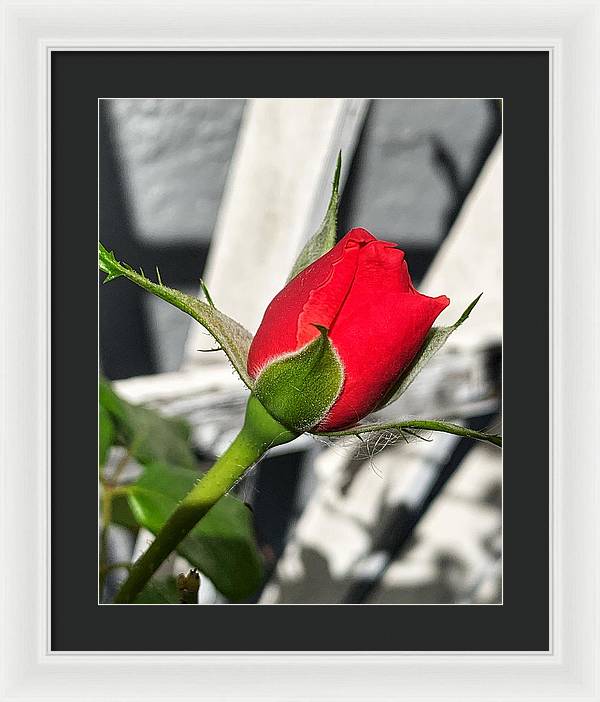 New Life - Framed Print