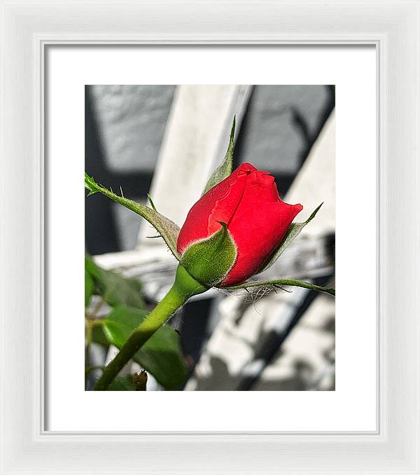 New Life - Framed Print