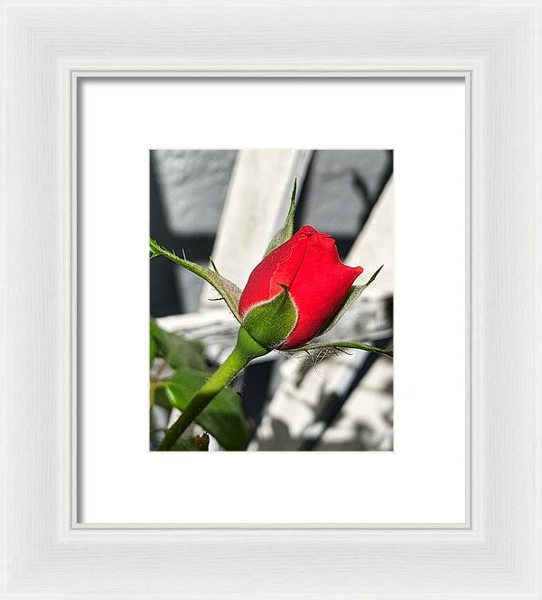 New Life - Framed Print