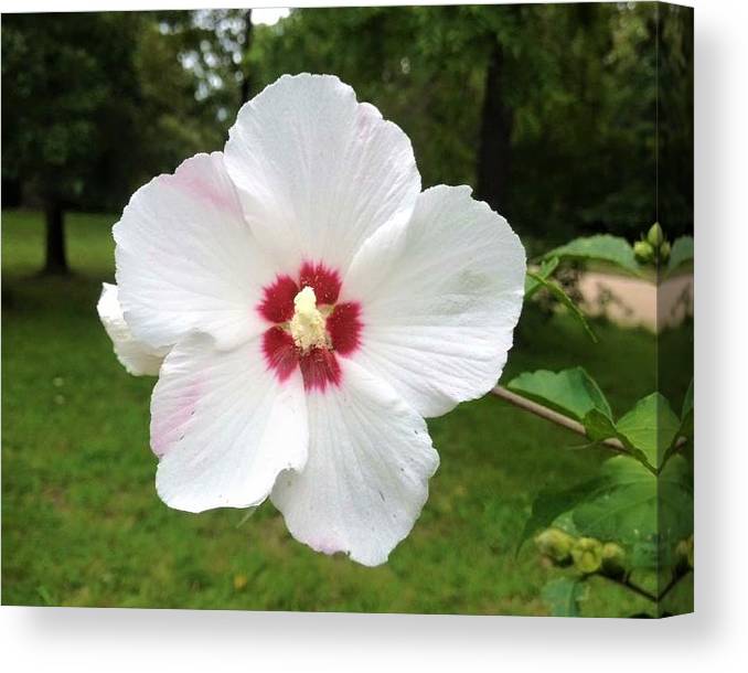 Rose of Sharon - Canvas Print