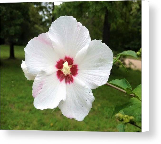 Rose of Sharon - Canvas Print