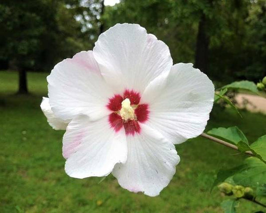 Rose of Sharon - Art Print