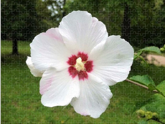 Rose of Sharon - Puzzle