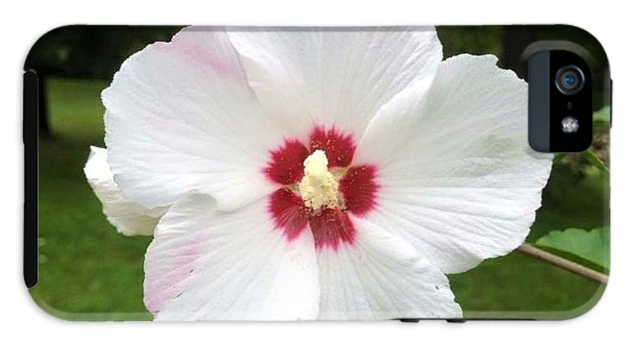 Rose of Sharon - Phone Case