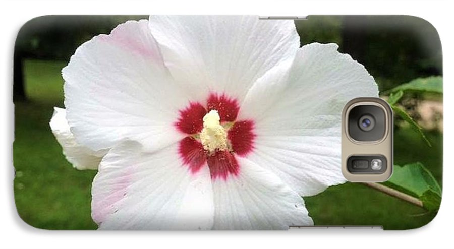 Rose of Sharon - Phone Case