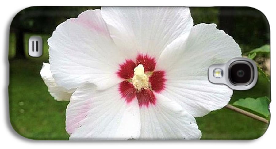 Rose of Sharon - Phone Case