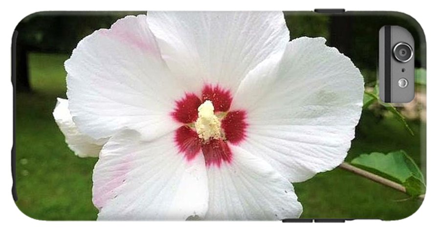 Rose of Sharon - Phone Case