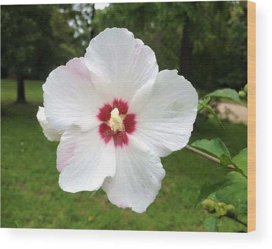 Rose of Sharon - Wood Print