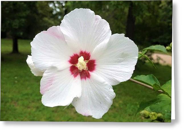 Rose of Sharon - Greeting Card