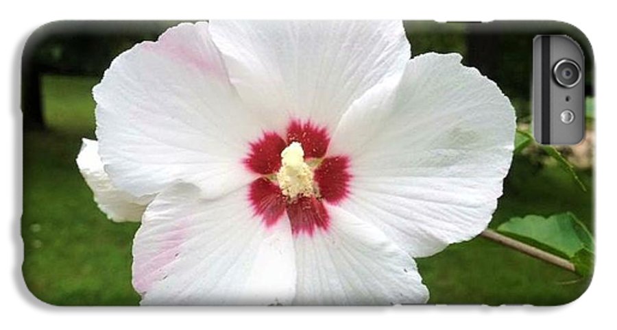 Rose of Sharon - Phone Case