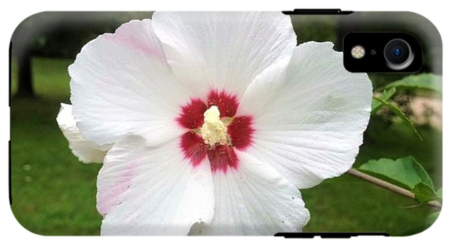 Rose of Sharon - Phone Case