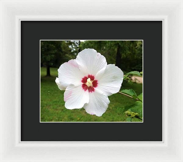 Rose of Sharon - Framed Print