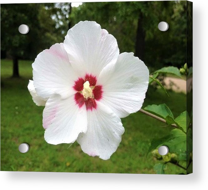 Rose of Sharon - Acrylic Print