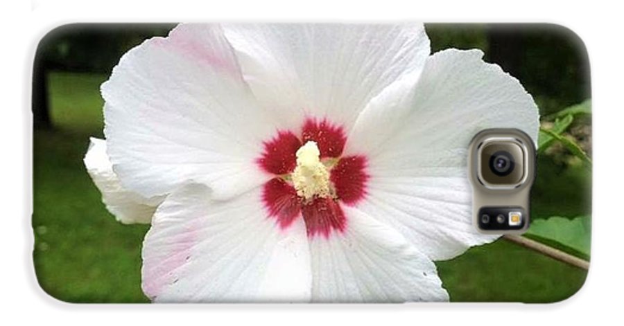 Rose of Sharon - Phone Case