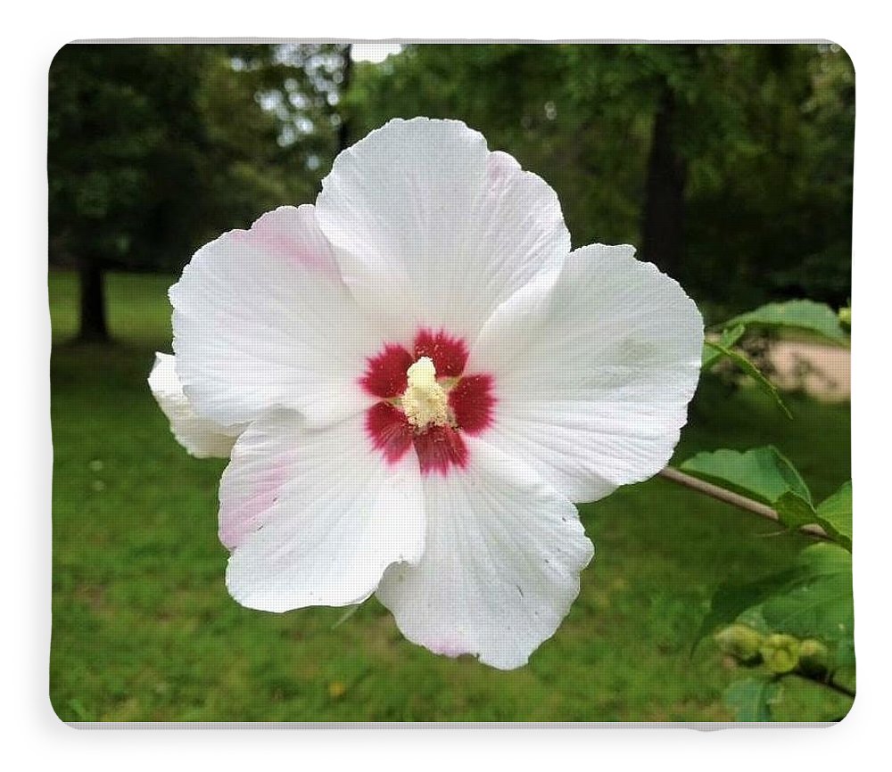 Rose of Sharon - Blanket