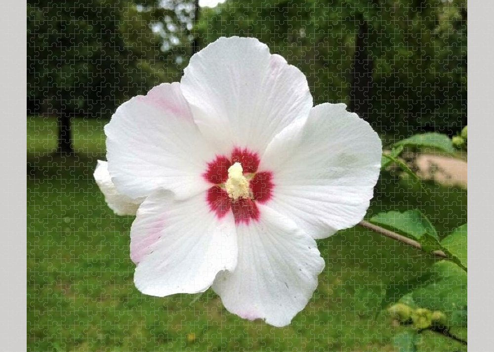 Rose of Sharon - Puzzle