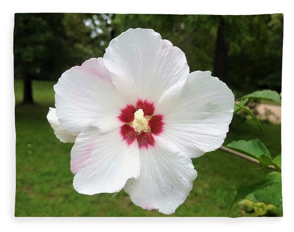 Rose of Sharon - Blanket