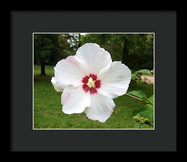 Rose of Sharon - Framed Print