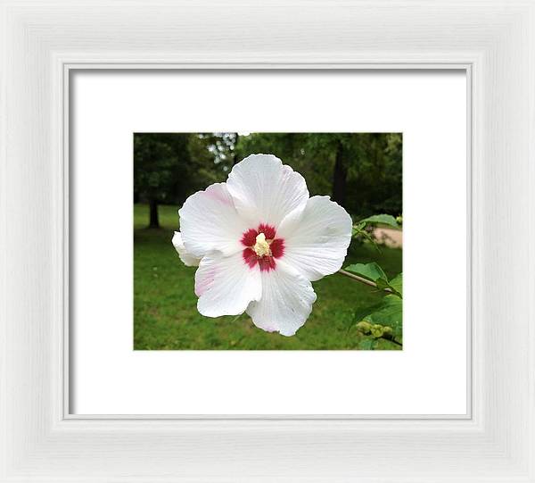 Rose of Sharon - Framed Print