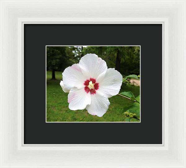 Rose of Sharon - Framed Print