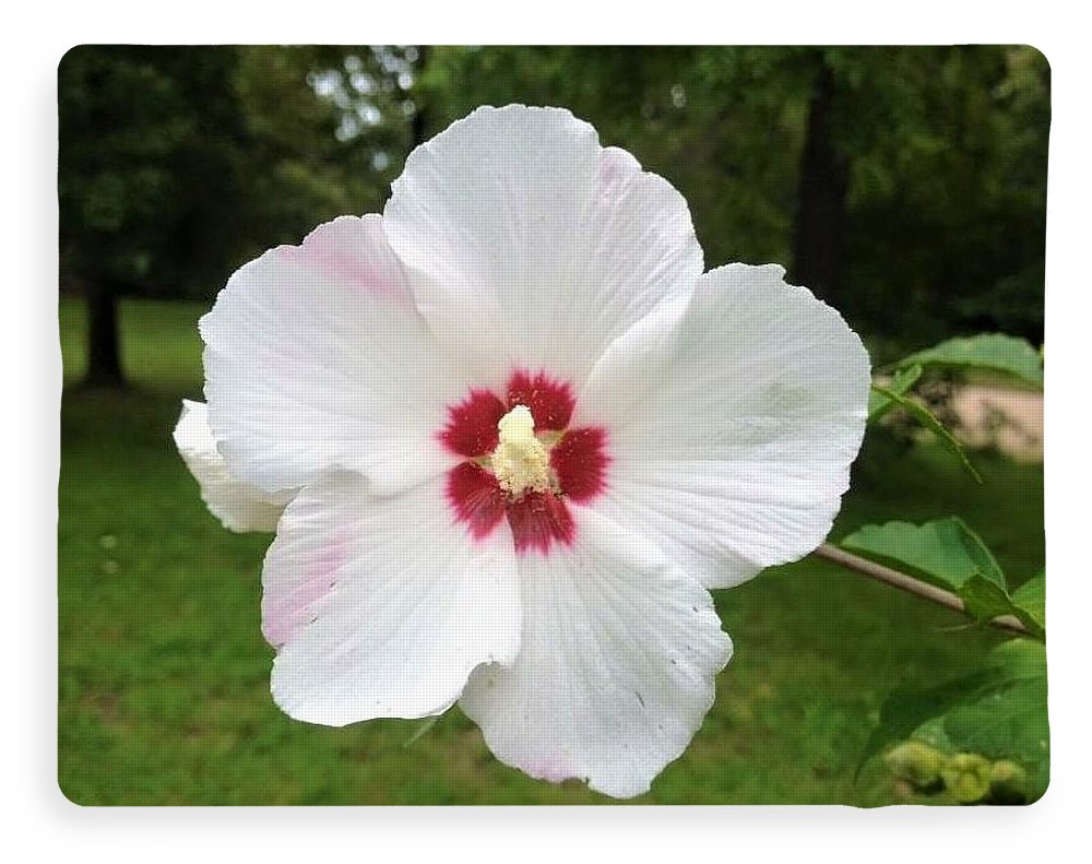 Rose of Sharon - Blanket