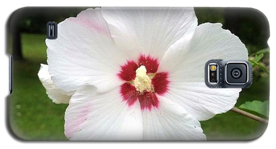 Rose of Sharon - Phone Case