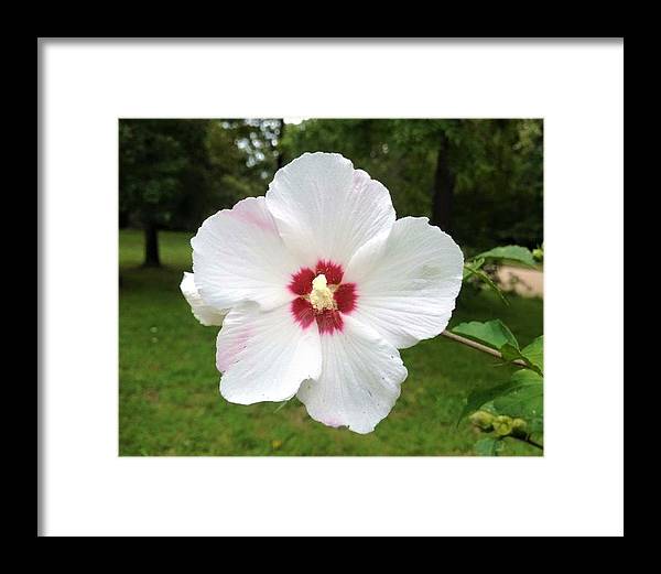 Rose of Sharon - Framed Print